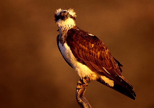 Águila pescadora