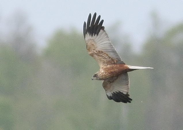Aguilucho lagunero