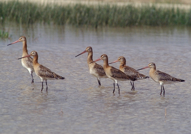 Aguja colinegra