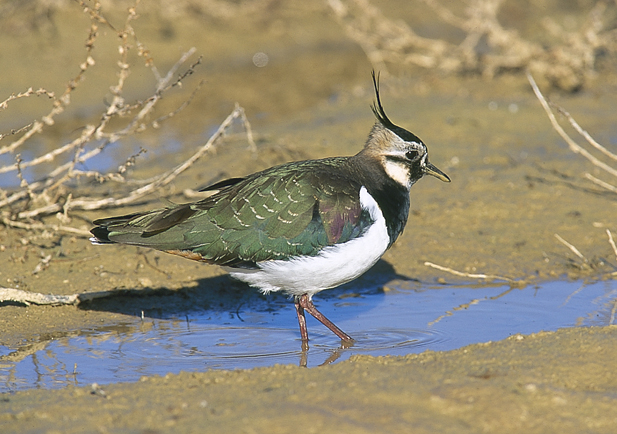 Avefría europea