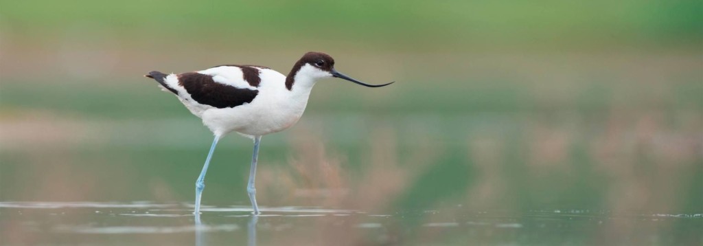 Avoceta común