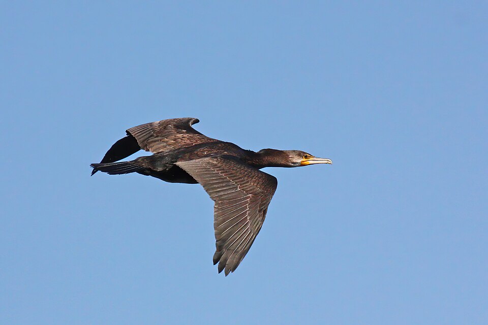 Cormorán grande