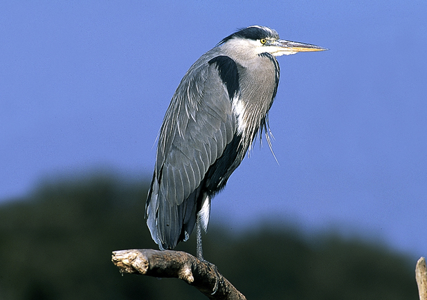 Garza real