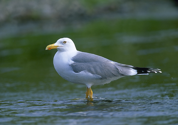 Gaviota patiamarilla