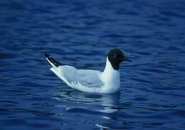 Gaviota reidora