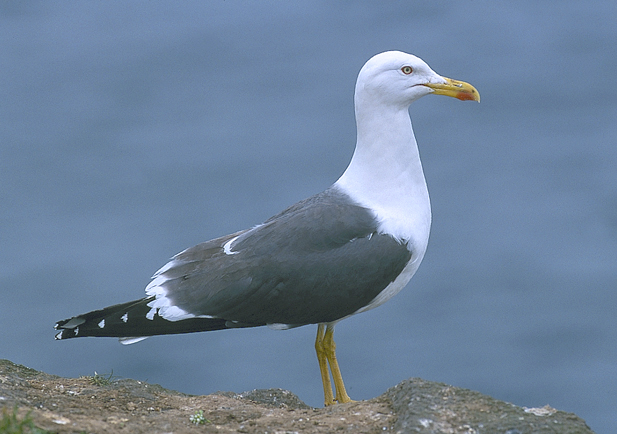 Gaviota sombría