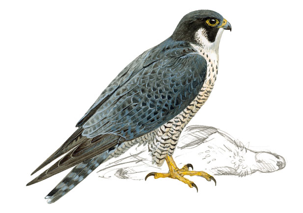 Halcón peregrino