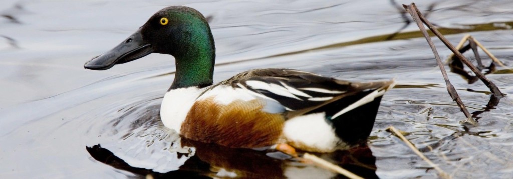 Pato cuchara