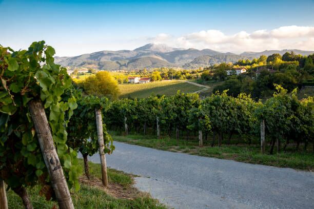 Viñedo de txakoli en las laderas de Jaizkibel, Hondarribia